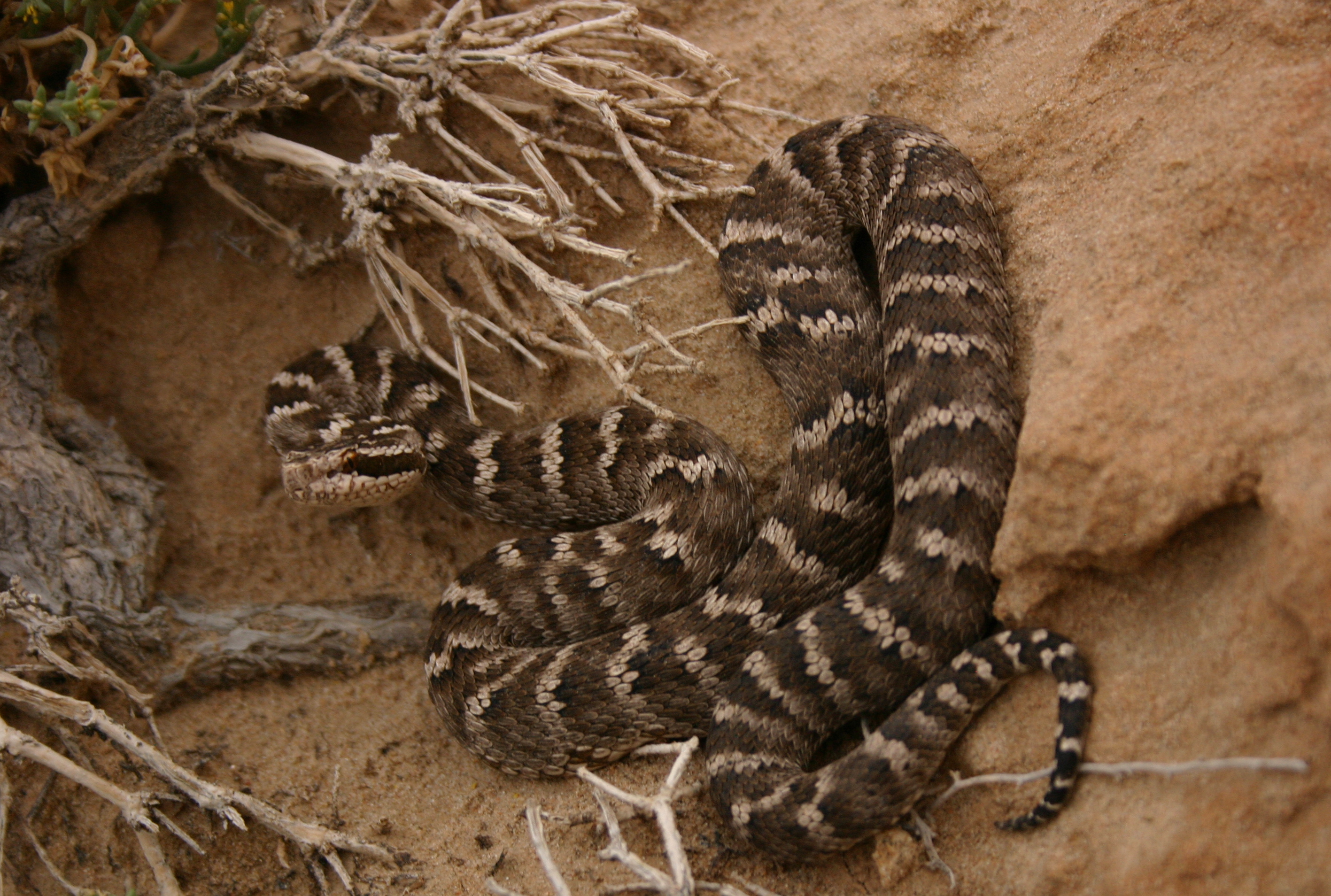 Evolution and dispersal of snakes across the Cretaceous-Paleogene